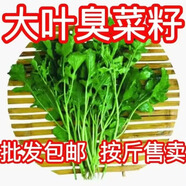 大葉臭菜種子東北芝麻菜籽臭菜籽苦麥菜陽(yáng)臺菜園盆栽野菜蔬菜種子 大葉臭菜種子【100克】裝