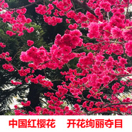 耀強(qiáng)正宗中國(guó)紅櫻花樹苗名貴苗木庭院風(fēng)景大樹云南日本櫻花苗地栽盆栽 中國(guó)紅1-1.3米高 其他