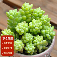 墨一【送貨上門(mén)】多肉植物帶盆組合套裝多肉辦公室綠植花卉三八節禮物 新玉綴 【塑料盆栽好】