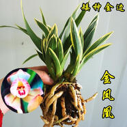 玫絢蘭花金邊矮種金鳳凰精品四季蘭花建蘭名品圓尾藝 金鳳凰圓尾藝 5苗連體