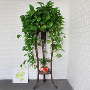 火月亮 歐式花架鐵藝多層陽(yáng)臺(tái)花架子室內(nèi)綠蘿花盆架子吊蘭多功能地面 咖啡色(103CM)