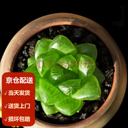 墨一（送貨上門）玉露多肉植物帶盆藍(lán)鏡玉露辦公室桌面盆栽植物花卉 草玉露 帶盆栽好