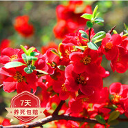 【冬季耐寒】日本海棠花苗盆栽室內綠植花卉觀(guān)花庭院源頭直發(fā)包郵 一品紅海棠 三年苗多分枝