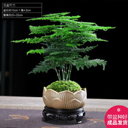 幼薇文竹盆栽植物室內(nèi)綠化四季迷你辦公室綠植擺件桌面好養(yǎng)創(chuàng)意小盆景 文竹+蓮花瓷盆+圓形底盤 帶盆栽好