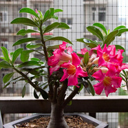 飛沭重瓣沙漠玫瑰多肉奇趣植物老樁耐旱花卉綠植盆栽當年開(kāi)花