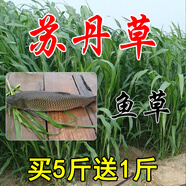 萌蘊（MengYun）進(jìn)口牧草種子四季多年生黑麥草魚草四季可種喂養(yǎng)雞鴨鵝豬牛羊種籽 蘇丹草種子1斤