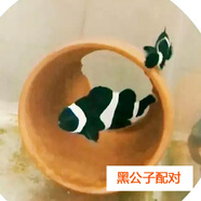 興國(guó)海（Singoseafarm）小丑魚(yú)活體魚(yú) 人工公子小丑活體海水魚(yú) 寵物觀賞魚(yú)快遞包活興國(guó)海 全黑公子配對(duì)3-6cm