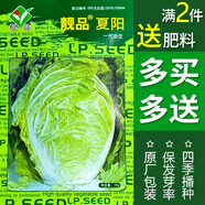 四季蔬菜種子菜種籽秋季香菜菠菜生菜小白菜蘿卜蔬菜種孑籽種大全 靚品夏陽大白菜(約10克)