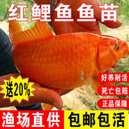 彌翠園紅鯉魚活體魚苗淡水養(yǎng)殖食用冷水觀賞魚錦鯉興國紅鯉魚魚批發(fā) 10條2-4厘米紅鯉魚苗加20%防損