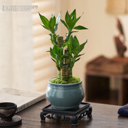 綠有意步步高觀(guān)音竹富貴荷花竹水養土培盆栽室內桌擺植物吸甲醛水培植物 墨綠陶瓷盆+富貴竹+復古底座 含盆