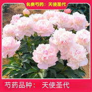 菏澤正宗芍藥花卉觀(guān)賞牡丹花苗重瓣帶芽室內外陽(yáng)臺開(kāi)花綠植庭院 天使圣代