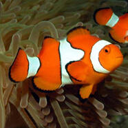 興國(guó)海（Singoseafarm）小丑魚(yú)活體魚(yú) 人工公子小丑活體海水魚(yú) 寵物觀賞魚(yú)快遞包活興國(guó)海 人工公子小丑3cm