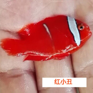 興國(guó)海（Singoseafarm）小丑魚(yú)活體魚(yú) 人工公子小丑活體海水魚(yú) 寵物觀賞魚(yú)快遞包活興國(guó)海 紅小丑3cm