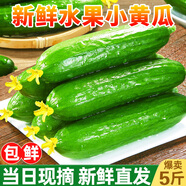 土地母親計(jì)劃 圣女果水果黃瓜小柿子千禧小西紅柿茄瓜果小黃瓜小青瓜代餐輕食 5斤 水果黃瓜