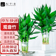 九千谷觀音竹水培富貴竹植物轉(zhuǎn)運(yùn)竹開運(yùn)竹子水養(yǎng)招財(cái)竹6支源頭直發(fā)