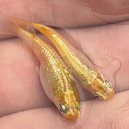 觀(guān)背青鱂金色紅色系好養易打理無(wú)需換水觀(guān)賞魚(yú)多顏色不用加溫過(guò)濾 金色系 金玉滿(mǎn)堂隨機發(fā)3條1.5cm+