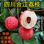 四川合江荔枝冷鮮妃子笑帶綠大紅袍現(xiàn)摘現(xiàn)發(fā)當(dāng)季水果整箱5斤順豐 冷鮮荔枝10斤 合江帶綠中大果中華名果奧運(yùn)金