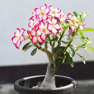 飛沭重瓣沙漠玫瑰多肉奇趣植物老樁耐旱花卉綠植盆栽當年開(kāi)花