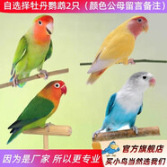 萬寵匯 鳥活體虎皮鸚鵡籠養(yǎng)牡丹玄風活鳥學說話手養(yǎng)小太陽鸚鵡和尚鸚鵡 自選擇牡丹2只（公母顏色備注）