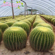 錦楓大金琥仙人球盆栽新房適用桌面盆栽盆栽