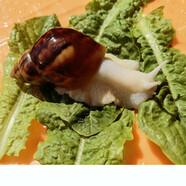 澤馭名寵寵物白玉蝸?；铙w巨型大蝸牛寵物觀賞學(xué)生科學(xué)實(shí)驗(yàn)教學(xué)小蝸牛套裝 白玉蝸牛2只+運(yùn)輸盒 蝸牛4-6CM