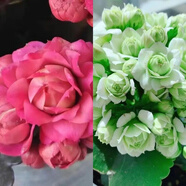 中夢  長壽花重瓣大花鮮花家用家養(yǎng)花卉室內(nèi) 驚艷+綠巴黎 含原盆