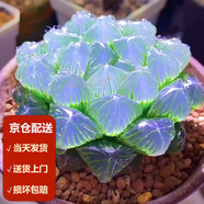 墨一（送貨上門）玉露多肉植物帶盆藍(lán)鏡玉露辦公室桌面盆栽植物花卉 藍(lán)鏡玉露+瓷盆 帶盆栽好
