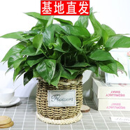繽賢綠蘿盆栽室內(nèi)辦公室植物大葉吊蘭花卉綠植綠籮盆景吸水盆懶人 高端竹編盆綠蘿