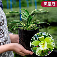帝王妃蘭花整盆發(fā)貨妃矮種金邊蘭盆栽花濃香型常青室內(nèi)綠植好 鳳凰冠(濃香型) 去盆發(fā)貨 +肥 6苗以上