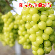 格秀潔葡萄苗樹苗盆栽 庭院爬藤果樹苗盆栽地栽當(dāng)年結(jié)果南方北方種植 陽(yáng)光玫瑰 5年苗【結(jié)果多多】
