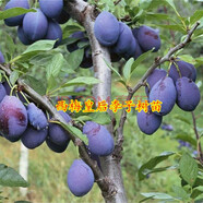當(dāng)年結(jié)果 六年大苗藍(lán)寶石葡萄樹苗盆栽地栽果樹苗嫁接櫻桃樹苗蘋果樹苗李子樹桃樹苗南北方種植 西梅皇后李 八年苗(當(dāng)年結(jié)果多多)