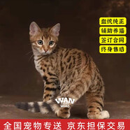 涴喵 孟加拉豹子貓活體幼貓銀豹寵物貓咪活體簽訂合同輔助養(yǎng)貓 寵物級 【孟加拉豹子貓】