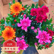 種花迷菊花盆栽植物開(kāi)花大菊花帶花苞乒乓菊長(cháng)壽花盆栽植花卉 龍爪菊（ 彩色荷蘭菊（紅粉橙3棵）