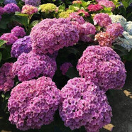 虹越（HONGYUE）大花繡球花盆栽苗 無(wú)盡夏花手鞠萬(wàn)華錦繡球八仙花庭院陽(yáng)臺花卉 【變色繡球】太陽(yáng)神殿（2加侖帶盆大苗）