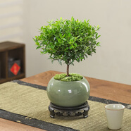 八芽 小葉赤楠盆景擺件室內(nèi)綠植花卉盆栽老樁客廳辦公室桌面好養(yǎng)植物 （綠圓肚盆+苔蘚+底座）