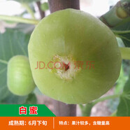 無(wú)花果樹(shù)果苗盆栽地栽帶果帶土特大無(wú)花果苗當年結果斯特拉波姬紅無(wú)花果樹(shù)苗 白蜜6年大苗（當年結果）