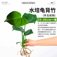 壹植龜背竹水培植物盆栽大號老樁室內客廳天堂鳥(niǎo)花瓶耐陰常青好養綠植 龜背竹35~40cm一棵【送營(yíng)養液】