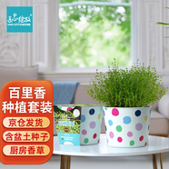IAM City Farmer歐洲香草DIY趣味種植盆栽百里香廚房香草春種小盆栽兒童種植10075