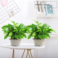 淺笑心柔水培植物盆栽室內(nèi)花卉綠籮辦公室綠植除水養(yǎng)水生 2盆綠蘿原土不含盆 含盆