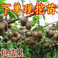 獼猴桃樹(shù)苗嫁接苗公母同株耐寒抗寒軟棗紅心當(dāng)年結(jié)果盆地栽庭院南 【軟棗】紅心 4年苗當(dāng)年結(jié)果【嫁接公母同株】