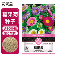 花沃里糖果菊花種子約1000粒 花卉種子陽臺種菜土盆栽蔬菜種子庭院草籽