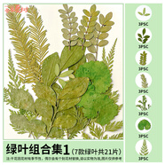 真樹(shù)葉植物標(biāo)本干花壓花幼兒園手工貼畫(huà)diy材料包制作書(shū)簽花朵制 綠葉組合1干花包21片