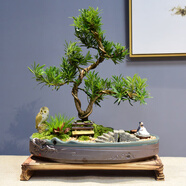 自然空間造型室內綠植盆栽 松海羅漢松盆景+俠客+擺件+座椅+6簡(jiǎn)古源頭直發(fā)