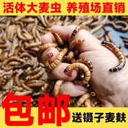 喜糯大麥蟲(chóng)活蟲(chóng)鮮活面包蟲(chóng)大號黃粉蟲(chóng)金龍魚(yú)魚(yú)食八哥畫(huà)眉鳥(niǎo)食活體蟲(chóng)子 下單免費送鑷子麥麩大麥蟲(chóng)300條 長(cháng)約5公分