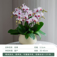 金色池塘歐苗蝴蝶蘭盆栽帶花苞客廳桌面花卉開業(yè)喬遷鮮花節(jié)日禮物 【貂蟬六梗含黃圓鼓盆】已開花