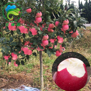 葉之靜蘋(píng)果樹(shù)苗盆栽地栽當(dāng)年結(jié)果南方北方種植蘋(píng)果苗嫁接四季紅富士苗 紅富士 4年苗多分枝 81cm(含)-110cm(含)