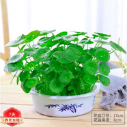 意軒銅錢(qián)草水培盆栽室內(nèi)室外花卉金錢(qián)草綠植吸綠植花草植物 銅錢(qián)草(塑料盆)