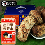 森吉尼達(dá)【現(xiàn)貨】香格里拉新鮮松茸現(xiàn)采現(xiàn)發(fā)野出口級未開傘生云南松茸菌菇 松茸 5-7CM  500g