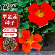 花沃里旱金蓮花種子50粒/包 花卉種子盆栽陽臺種菜土四季草籽庭院田間種