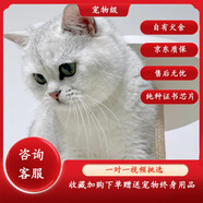 蒂瑞科銀漸層寵物貓銀漸層矮腳貓曼基康活體英短銀漸層寵物貓英國(guó)短毛貓 寵物級(jí)